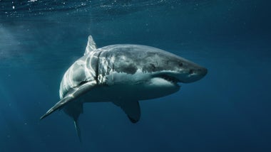 Imagem de Tubarões: Máquinas Assassinas