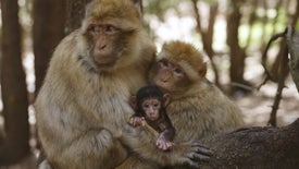 Imagem do Programa / Episiódio - Mediterrâneo Selvagem