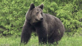 Imagem de O Ano do Urso