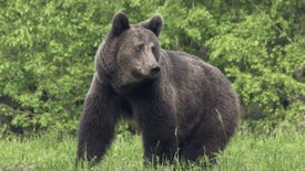 Imagem do Programa / Episiódio - O Ano do Urso