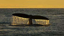 Imagem de Mudan�as no Oceano: Biodiversidade no Golfo do Maine