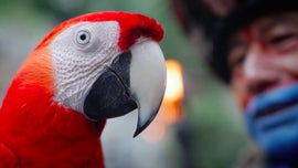 Imagem de Voar para Casa: A Arara-Vermelha