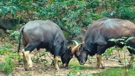 Imagem de Kui Buro - O Para�so Escondido da Tail�ndia