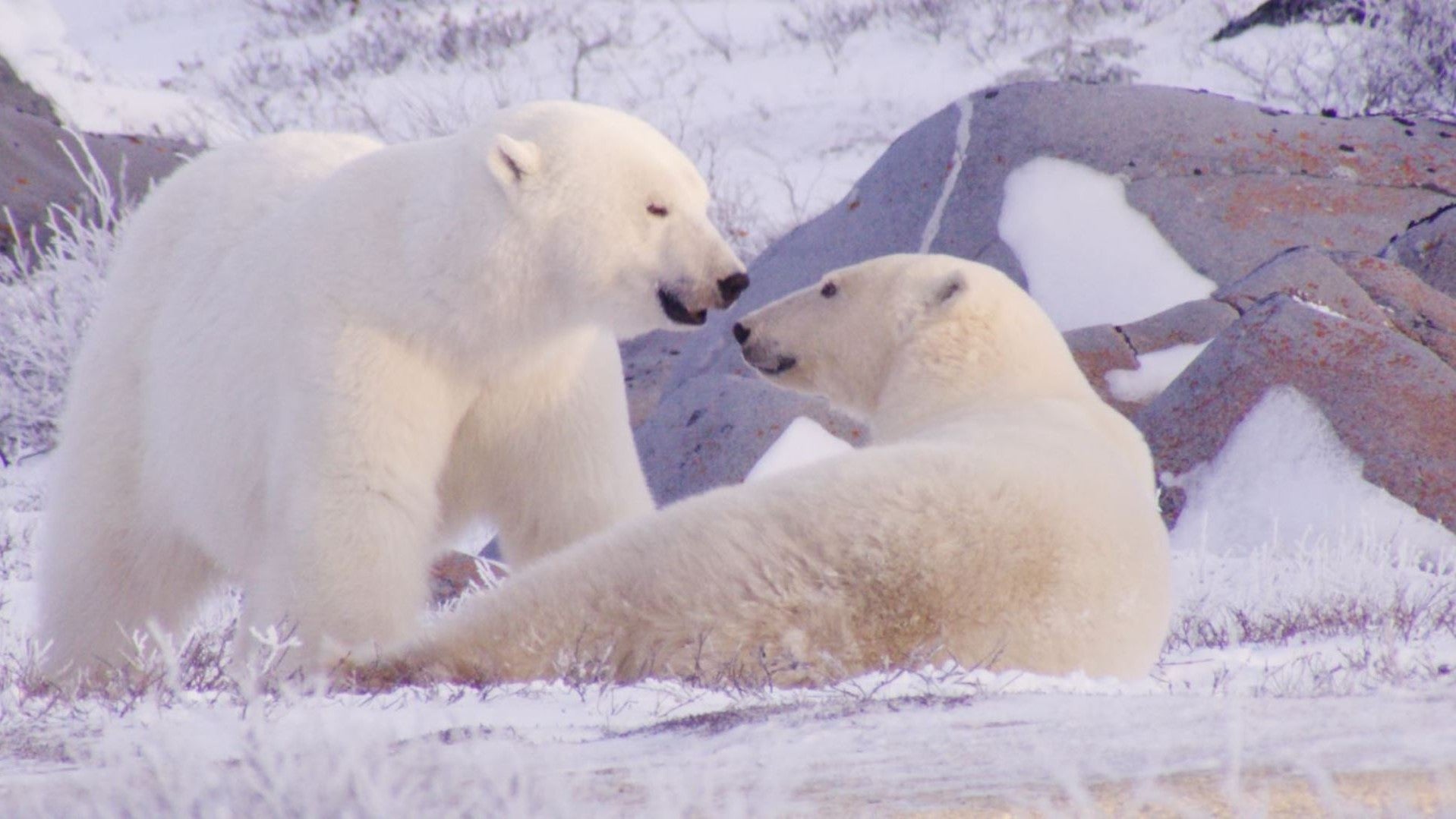 Imagem do Programa / Episiódio - Amor Selvagem