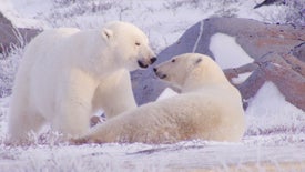 Imagem do Programa / Episiódio - Amor Selvagem