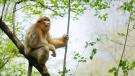 Imagem de Memrias de um Rinopiteco-Dourado