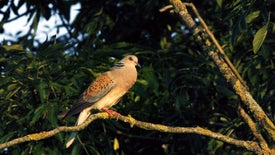 Imagem do Programa / Episiódio - Enquanto Houver Rolas
