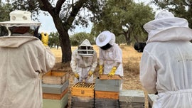 Imagem de Tradi��o Z