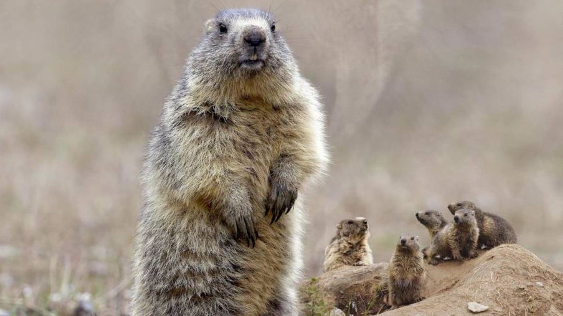 Imagem do Programa / Episiódio - O Clã das Marmotas