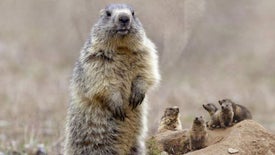 Imagem do Programa / Episiódio - O Clã das Marmotas