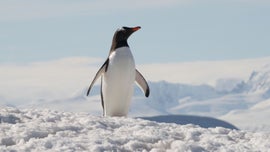Imagem de O Para�so no Limite: Os Efeitos das Mudan�as Clim�ticas na Fauna Polar
