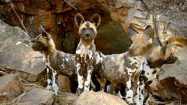 Imagem de Os Bons, os Maus e os Vil�es