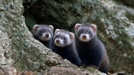 Imagem de Toir�o - O Implac�vel Predador Europeu