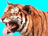 Imagem de Tigre, O Senhor da Selva
