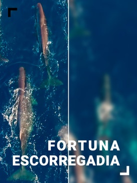 Fortuna Escorregadia