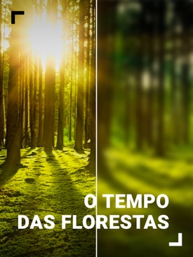 O Tempo das Florestas