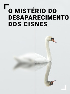 O Mist�rio do Desaparecimento dos Cisnes