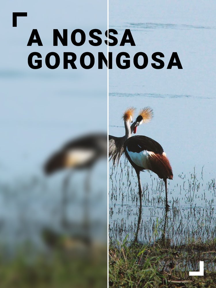 Imagem do Programa / Episiódio - A Nossa Gorongosa
