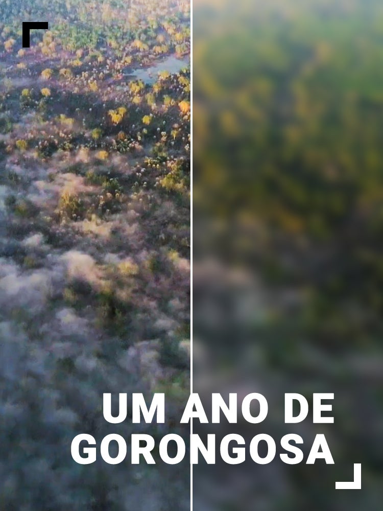 Imagem do Programa / Episiódio - Um Ano de Gorongosa