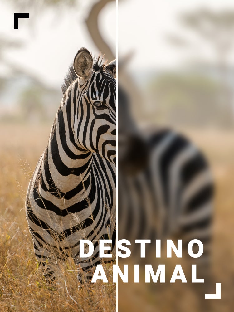 Imagem do Programa / Episiódio - Destino Animal