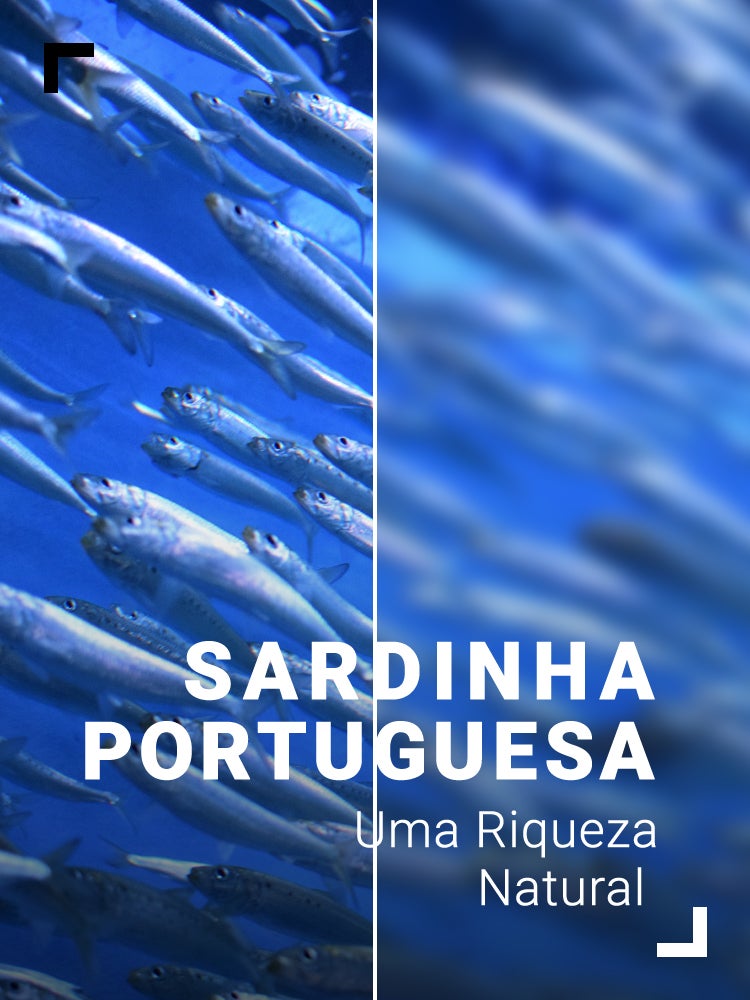 Imagem do Programa / Episiódio - Sardinha Portuguesa - Uma Riqueza Natural