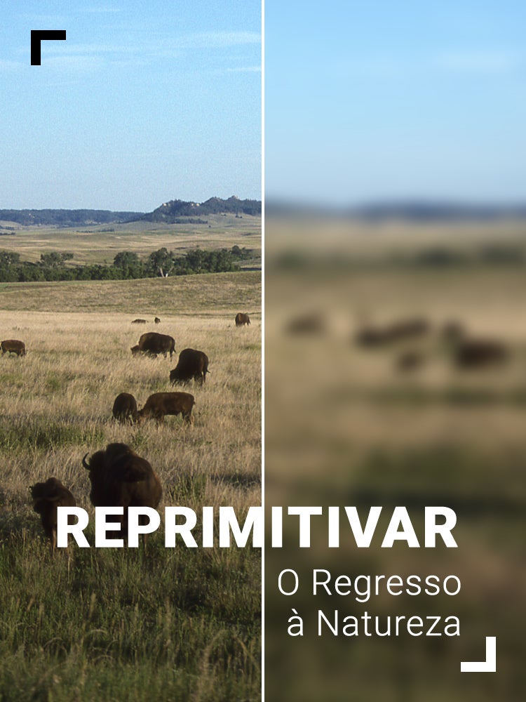 Imagem do Programa / Episiódio - Reprimitivar - O Regresso à Natureza