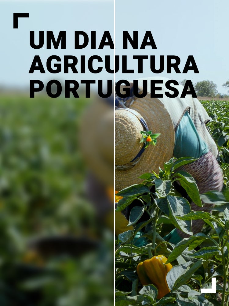 Imagem do Programa / Episiódio - Um Dia na Agricultura Portuguesa