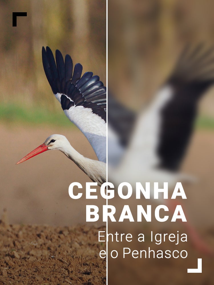 Imagem do Programa / Episiódio - Cegonha Branca - Entre a Igreja e o Penhasco