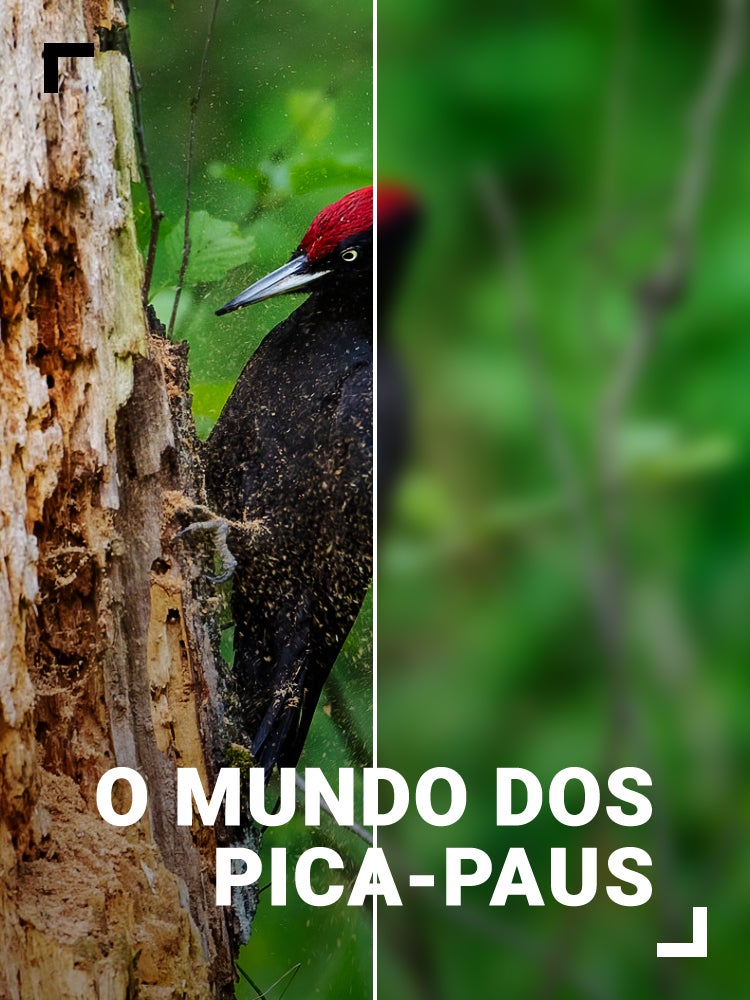 Imagem do Programa / Episiódio - O Mundo dos Pica-Paus