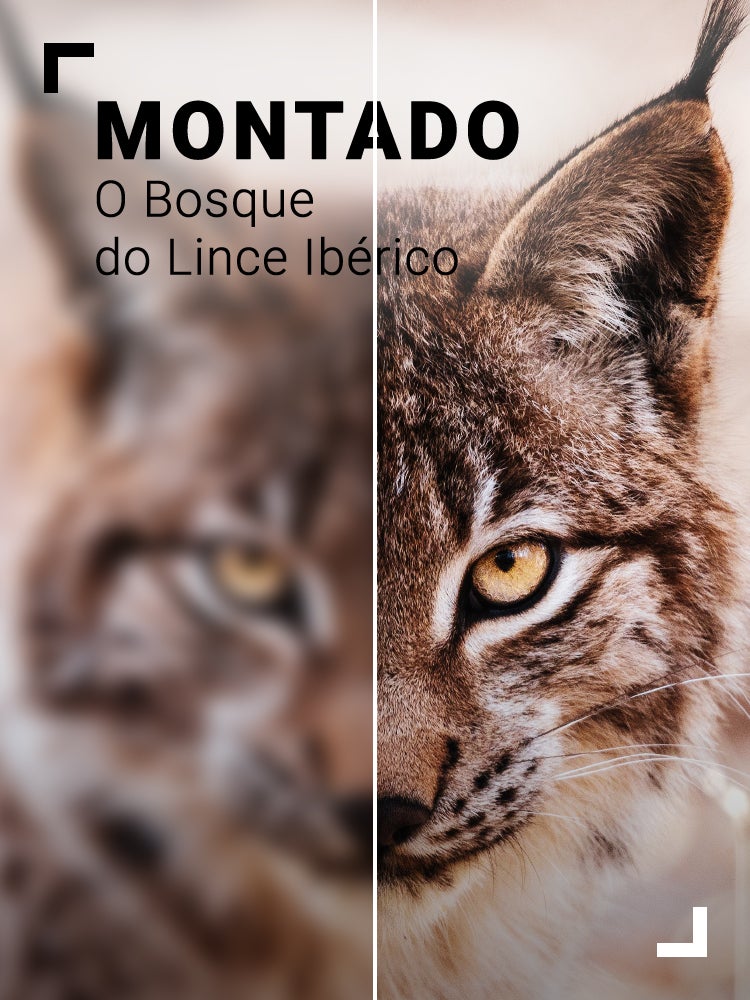Imagem do Programa / Episiódio - Montado - O Bosque do Lince Ibérico