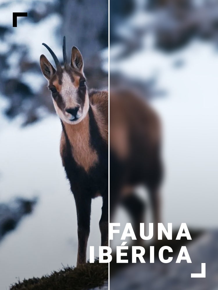 Imagem do Programa / Episiódio - Fauna Ibérica