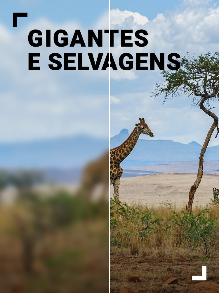 Imagem do Programa / Episiódio - Gigantes e Selvagens