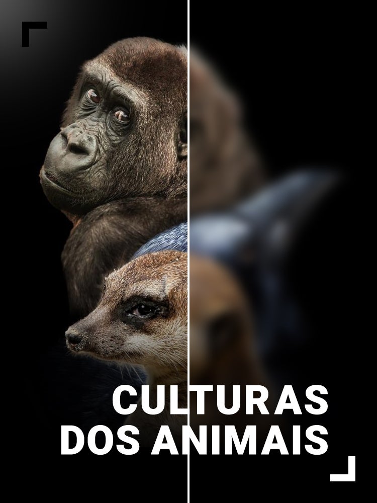 Imagem do Programa / Episiódio - Culturas dos Animais
