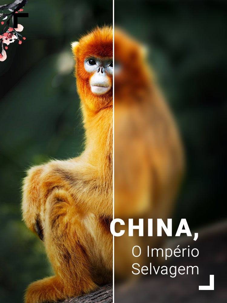 Imagem do Programa / Episiódio - China, o Império Selvagem