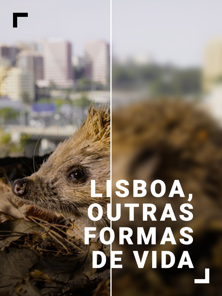 Imagem do Programa / Episiódio - Lisboa, Outras Formas de Vida