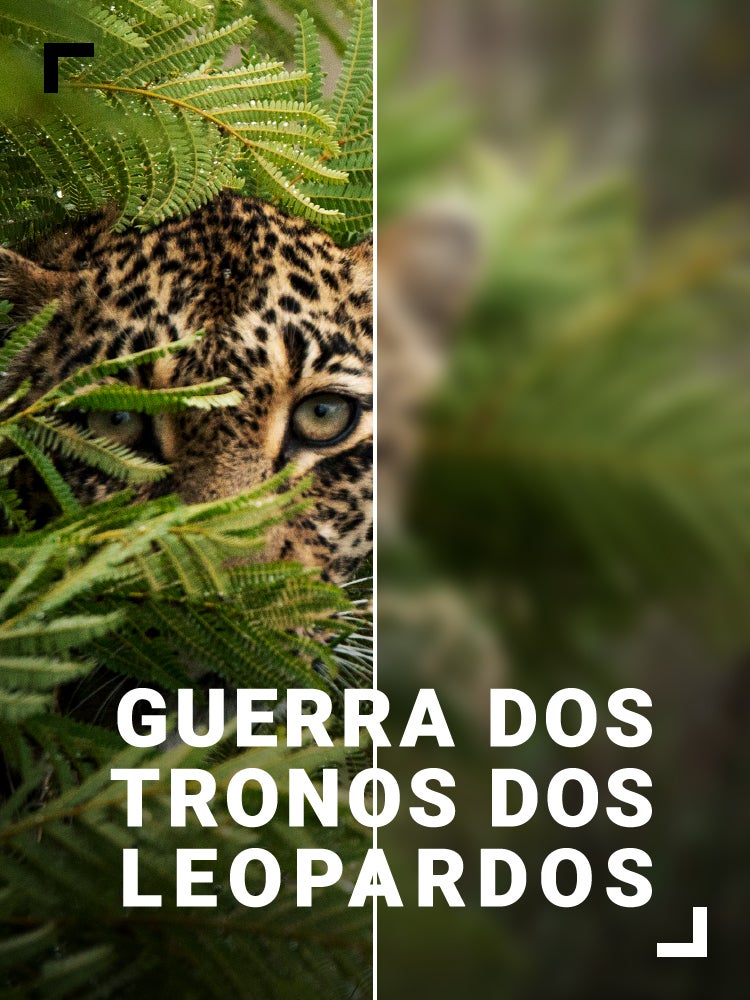 Imagem do Programa / Episiódio - Guerra dos Tronos dos Leopardos