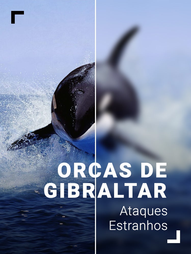 Imagem do Programa / Episiódio - Orcas de Gibraltar: Ataques Estranhos