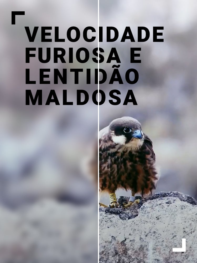 Imagem do Programa / Episiódio - Velocidade Furiosa e Lentidão Maldosa