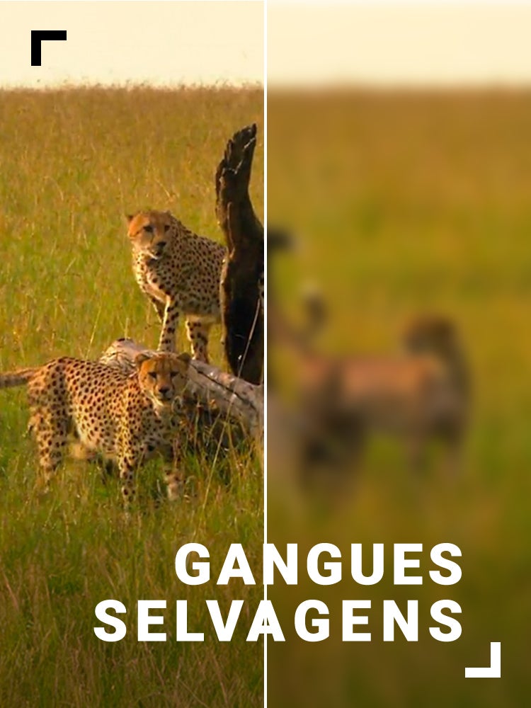 Imagem do Programa / Episiódio - Gangues Selvagens