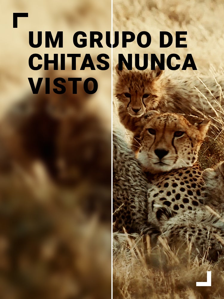 Imagem do Programa / Episiódio - Um Grupo de Chitas Nunca Visto