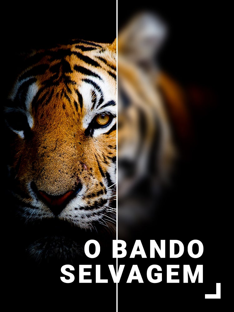 Imagem do Programa / Episiódio - O Bando Selvagem