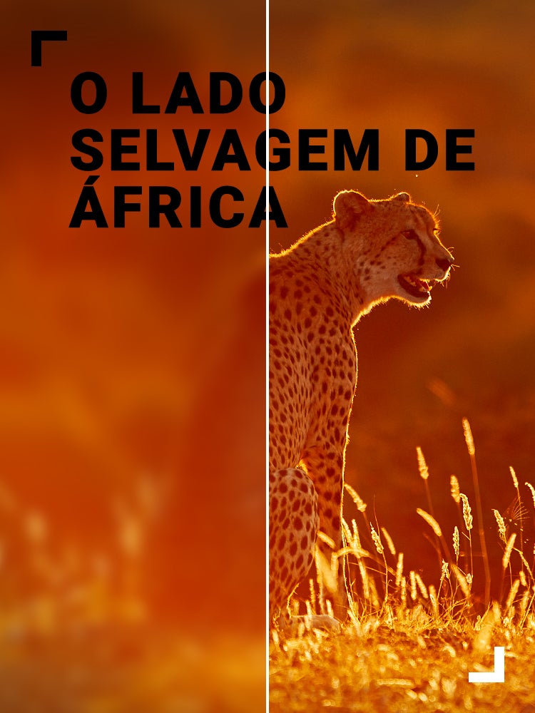 Imagem do Programa / Episiódio - O Lado Selvagem de África