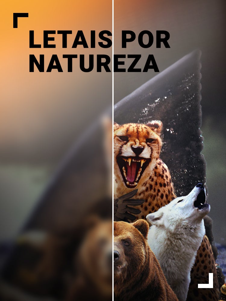 Imagem do Programa / Episiódio - Letais por Natureza