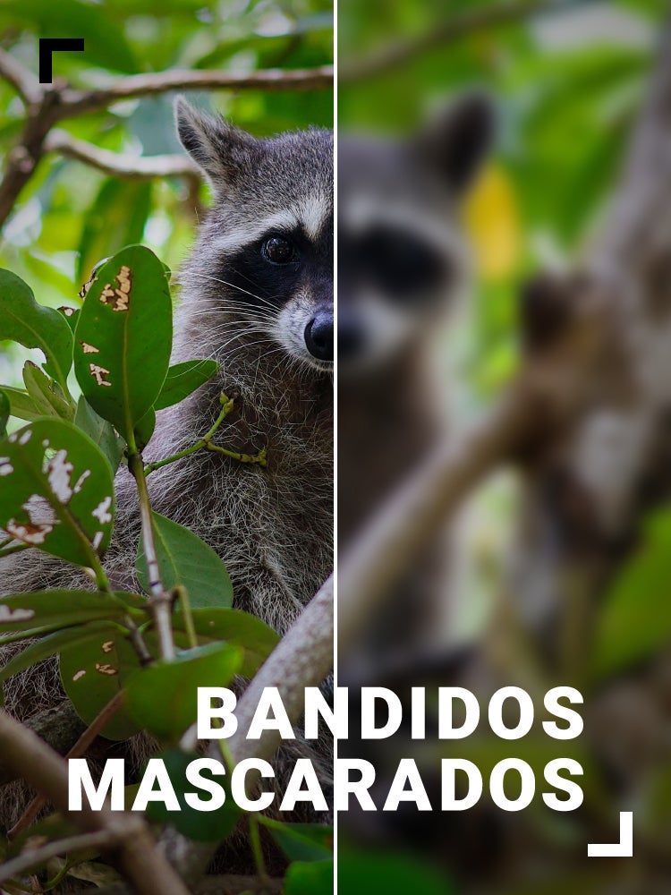 Imagem do Programa / Episiódio - Bandidos Mascarados