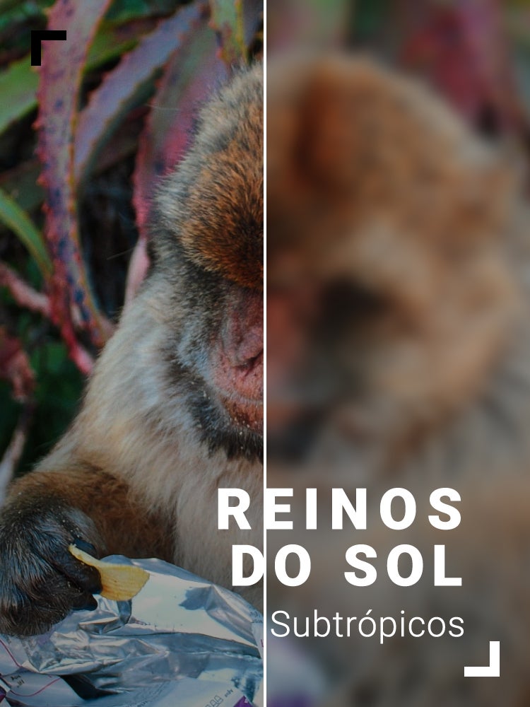 Imagem do Programa / Episiódio - Reinos do Sol: Subtrópicos