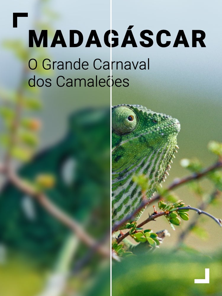 Imagem do Programa / Episiódio - Madagáscar o Grande Carnaval dos Camaleões