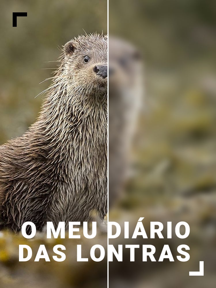 Imagem do Programa / Episiódio - O Meu Diário das Lontras