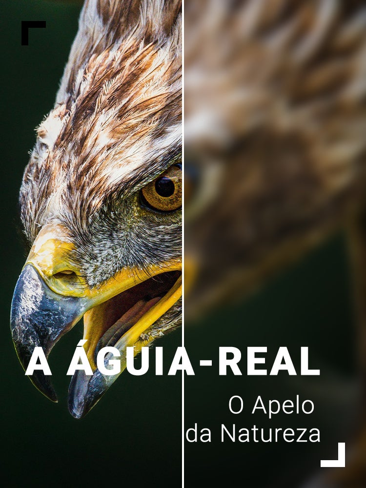 Imagem do Programa / Episiódio - A Águia-Real - O Apelo da Natureza