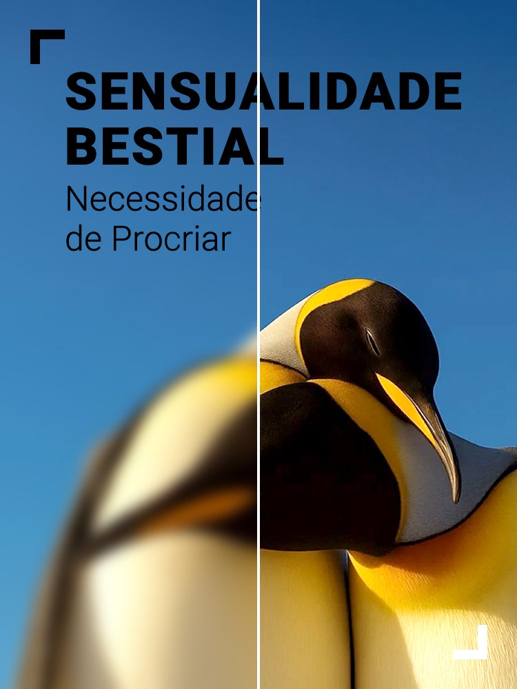 Imagem do Programa / Episiódio - Sensualidade Bestial: Necessidade de Procriar