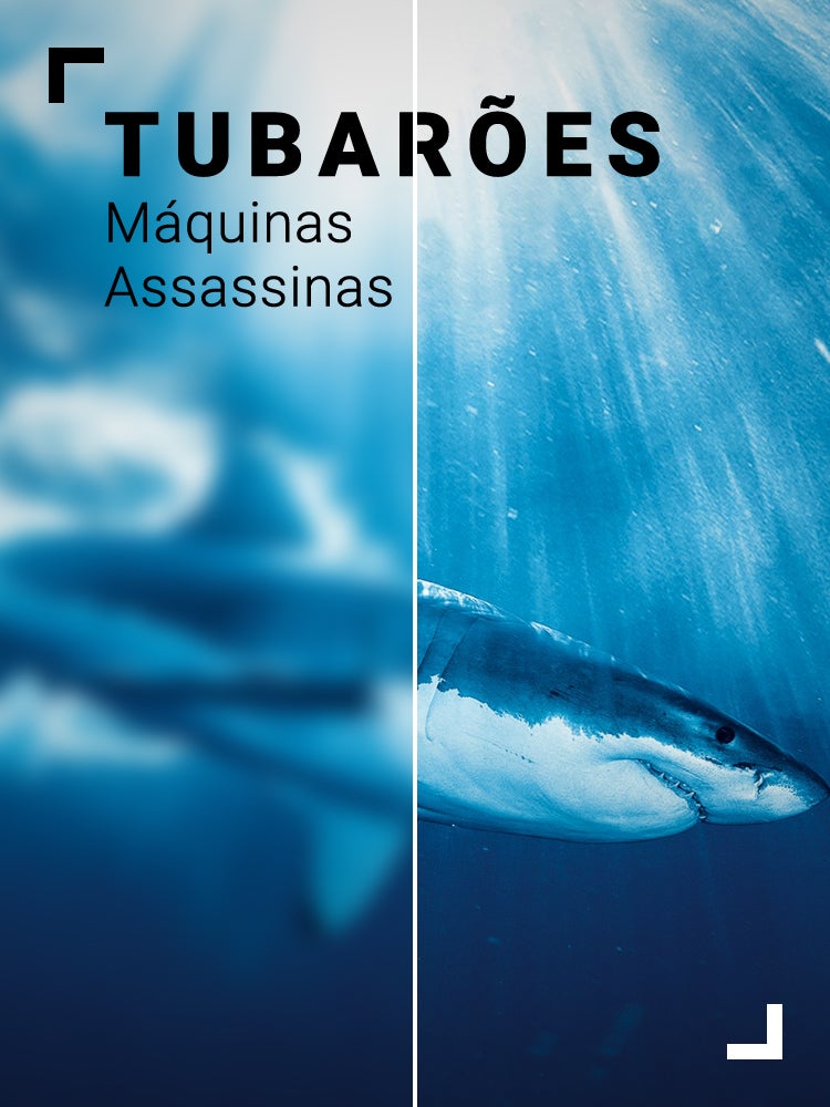 Imagem do Programa / Episiódio - Tubarões: Máquinas Assassinas